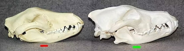Picture 7 of 5 Creatures That Evolved Into Crabs - Has Mother Nature Run Out of Shape Ideas?