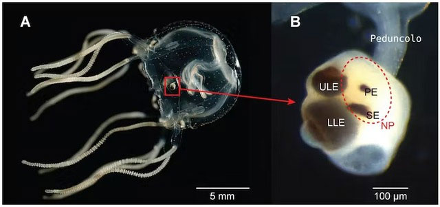 Picture 8 of 5 Creatures That Evolved Into Crabs - Has Mother Nature Run Out of Shape Ideas?