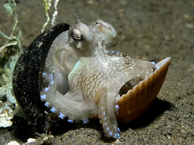 Picture 9 of 5 Creatures That Evolved Into Crabs - Has Mother Nature Run Out of Shape Ideas?