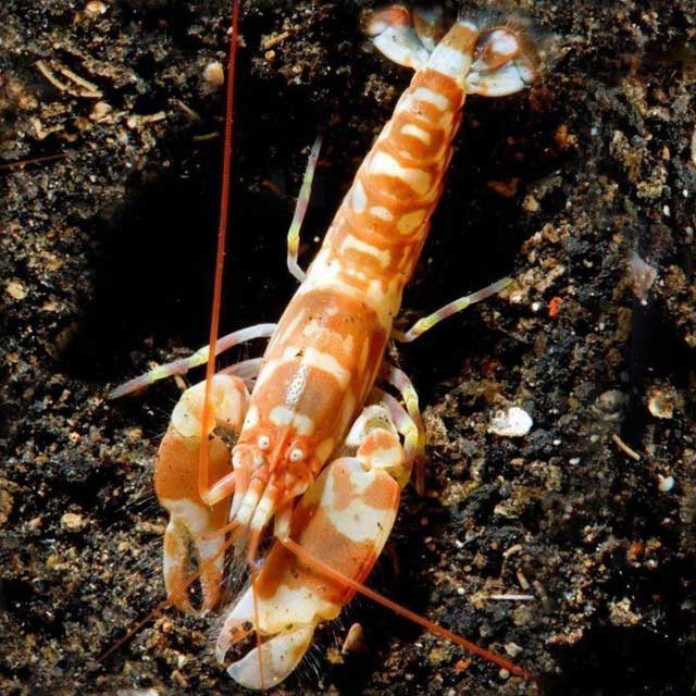 Picture 1 of 50g Creature Makes Sound Louder Than a Jet Engine: What's the Secret?