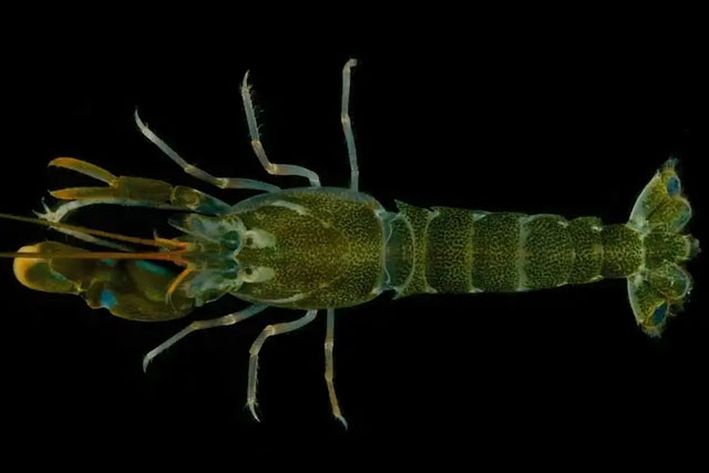 Picture 2 of 50g Creature Makes Sound Louder Than a Jet Engine: What's the Secret?