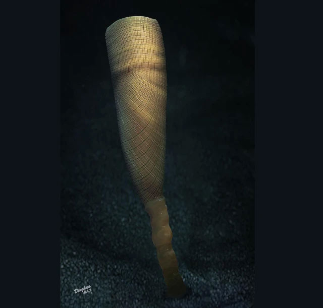 Picture 1 of 550 million year old strange creature discovered in China