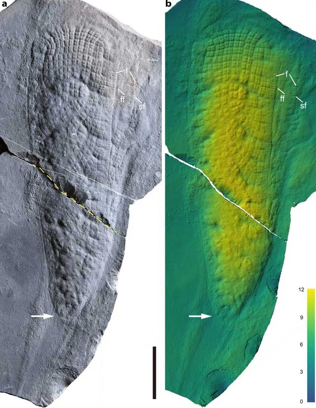 Picture 2 of 550 million year old strange creature discovered in China