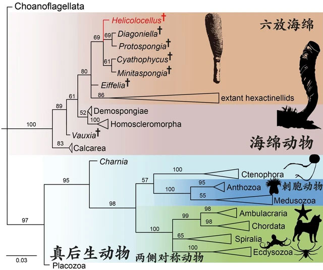 Picture 3 of 550 million year old strange creature discovered in China