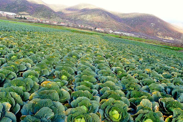 7 simple ways to build an eco-friendly diet Picture 5