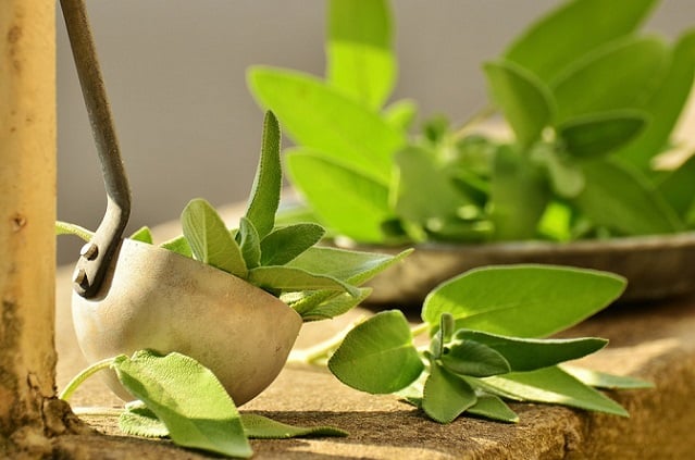 8 plants that are good for your brain and memory that you can grow yourself Picture 2