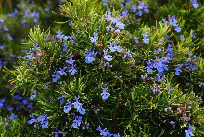 8 plants that are good for your brain and memory that you can grow yourself Picture 4