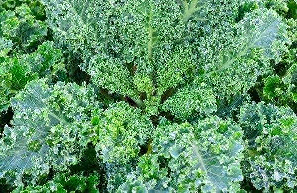 8 plants that are good for your brain and memory that you can grow yourself Picture 6