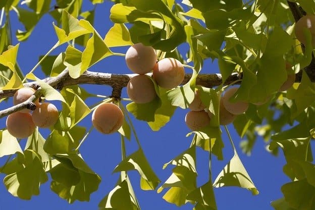 8 plants that are good for your brain and memory that you can grow yourself Picture 7