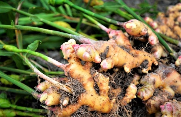 8 plants that are good for your brain and memory that you can grow yourself Picture 8
