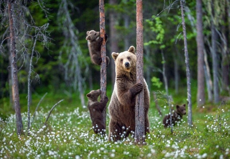 Picture 4 of 8 tallest terrestrial animals in the world