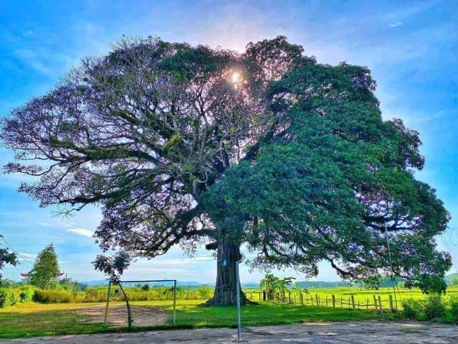 800-year-old Troi tree that only blooms on one side is recognized as a ...