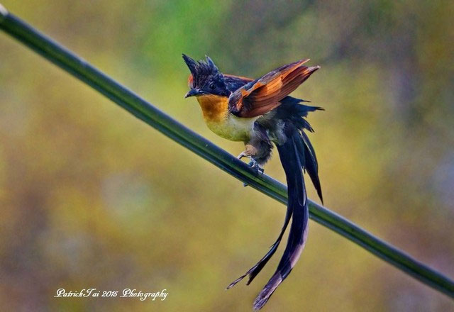 A bird with a unique and little-known name in Vietnam: Easily confused with the bittern, has a characteristic similar to the cuckoo! Picture 1