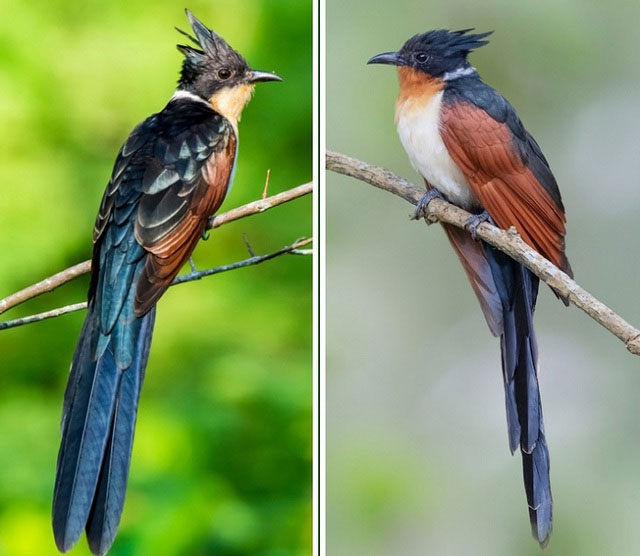 A bird with a unique and little-known name in Vietnam: Easily confused with the bittern, has a characteristic similar to the cuckoo! Picture 2