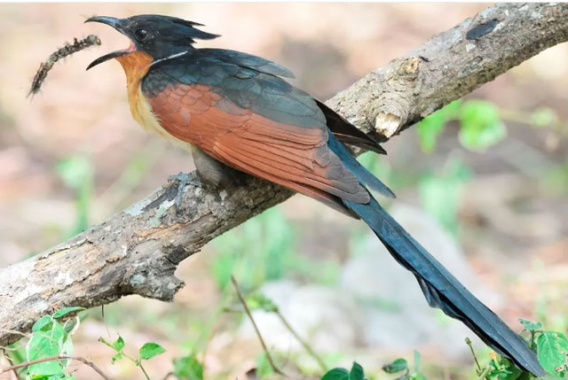 A bird with a unique and little-known name in Vietnam: Easily confused with the bittern, has a characteristic similar to the cuckoo! Picture 3