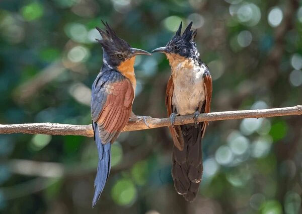 A bird with a unique and little-known name in Vietnam: Easily confused with the bittern, has a characteristic similar to the cuckoo! Picture 4