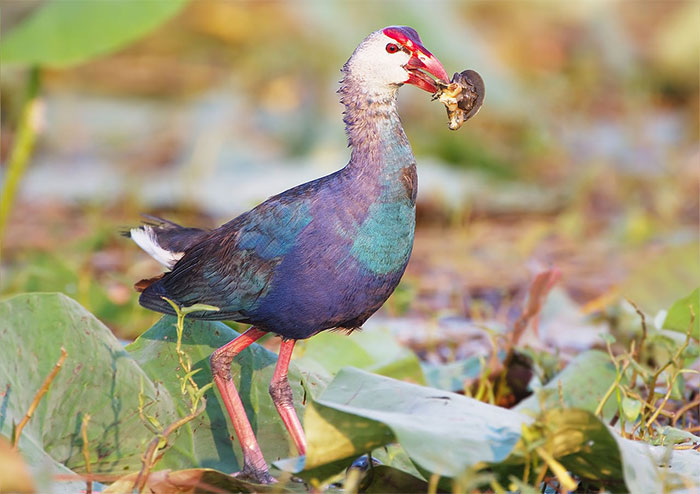 'A Flock of Lovebirds': I Didn't Expect Birds to Be This Beautiful Picture 7