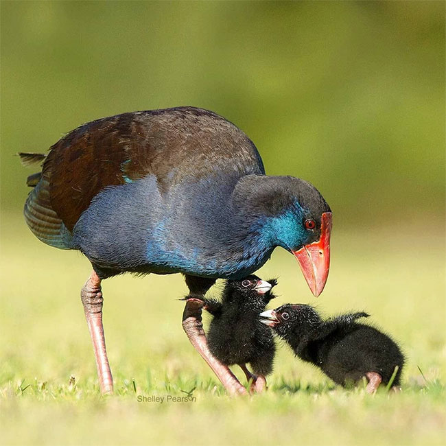 'A Flock of Lovebirds': I Didn't Expect Birds to Be This Beautiful Picture 8