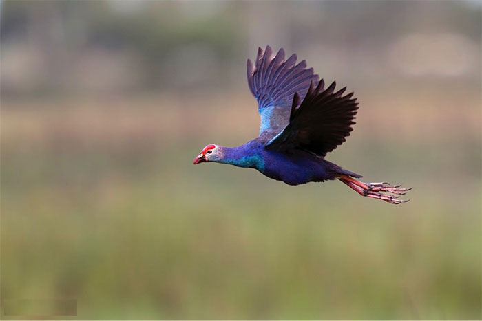 'A Flock of Lovebirds': I Didn't Expect Birds to Be This Beautiful Picture 9