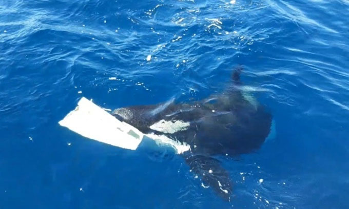 Picture 1 of A herd of killer whales joined forces to sink a 15m long yacht