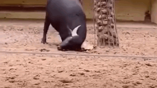 Picture 1 of A kind buffalo uses its horns to rescue an overturned turtle, and here's the outcome.