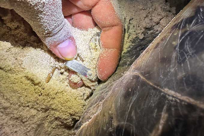 Picture 1 of A mother turtle weighing nearly 100kg came from Malaysia to Con Dao to lay eggs