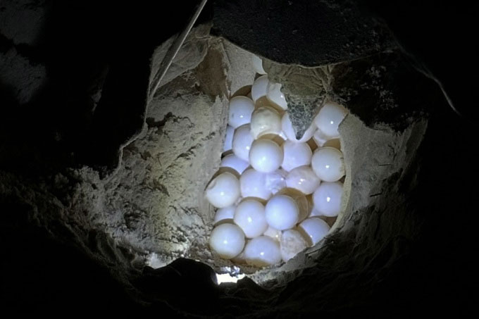 Picture 2 of A mother turtle weighing nearly 100kg came from Malaysia to Con Dao to lay eggs