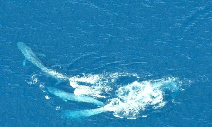 Picture 1 of A pair of male blue whales fight fiercely for a mate