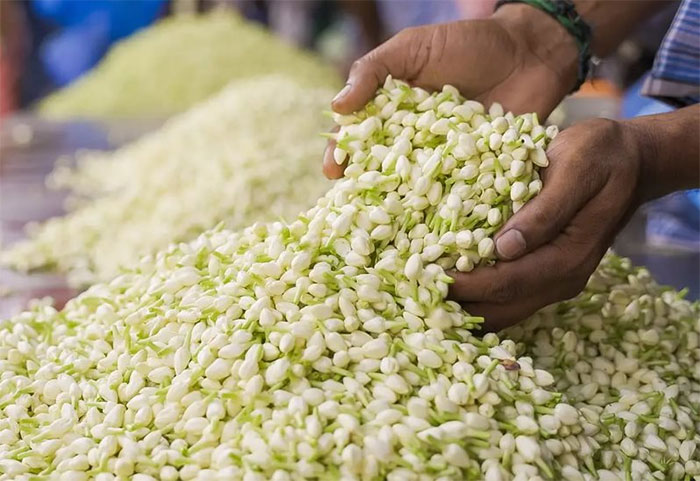 Picture 1 of A popular flower in Vietnam, abroad it is called 'white jade', the essence costs 100 million VND/liter