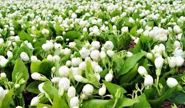 Picture 2 of A popular flower in Vietnam, abroad it is called 'white jade', the essence costs 100 million VND/liter