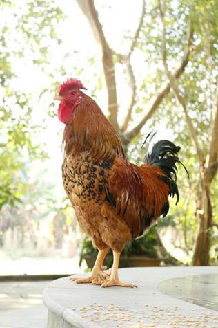 Picture 1 of A rare chicken species of Vietnam, thought to exist only in legends