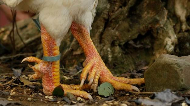 Picture 2 of A rare chicken species of Vietnam, thought to exist only in legends