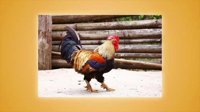 Picture 3 of A rare chicken species of Vietnam, thought to exist only in legends