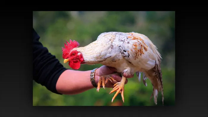 Picture 4 of A rare chicken species of Vietnam, thought to exist only in legends