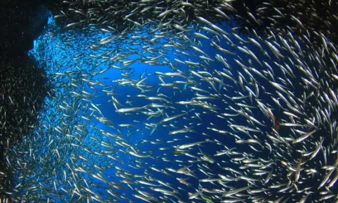 A school of cod eats 10 million fish eggs in a few hours Picture 1