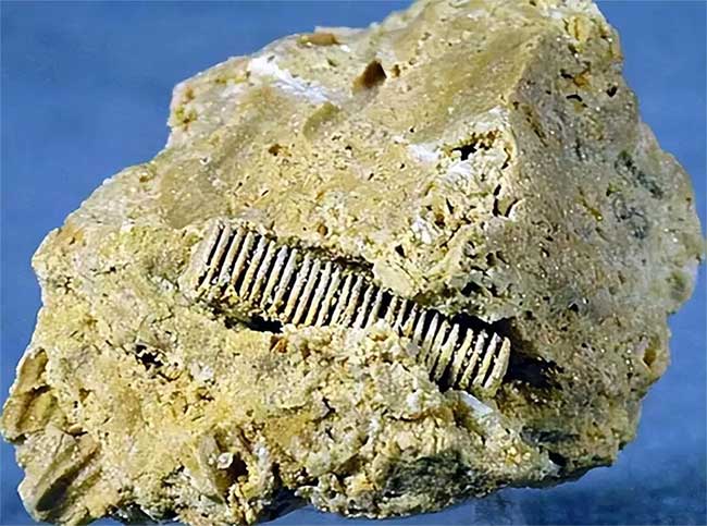 Picture 1 of A 'screw' from 300 million years ago embedded in a stone, revealing prehistoric peak?