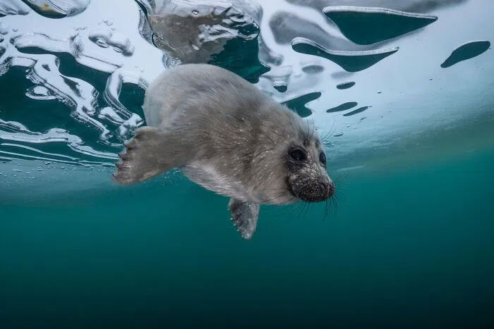 Picture 4 of A series of extremely rare pictures of seals at the deepest lake in the world
