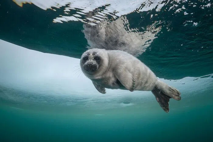 Picture 5 of A series of extremely rare pictures of seals at the deepest lake in the world