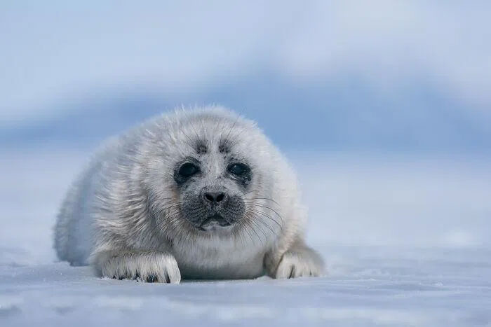 Picture 6 of A series of extremely rare pictures of seals at the deepest lake in the world