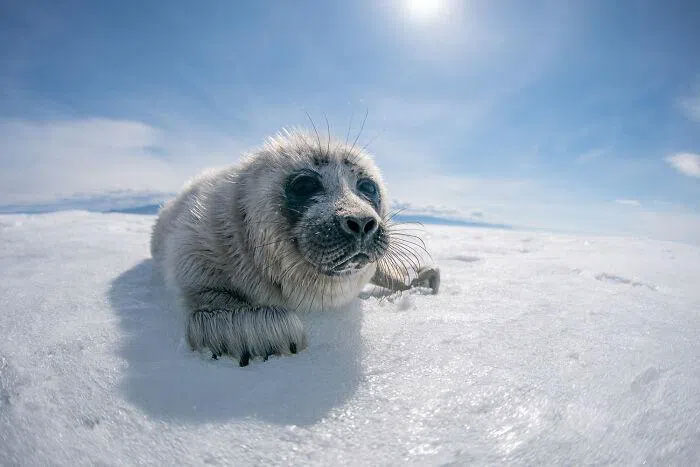 Picture 7 of A series of extremely rare pictures of seals at the deepest lake in the world