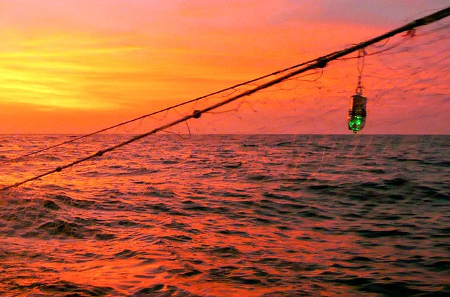 A simple invention that can save the lives of many sea creatures accidentally caught in nets Picture 1