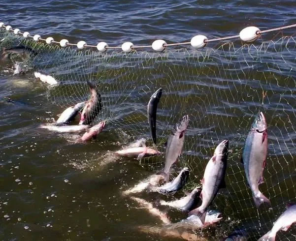 A simple invention that can save the lives of many sea creatures accidentally caught in nets Picture 2