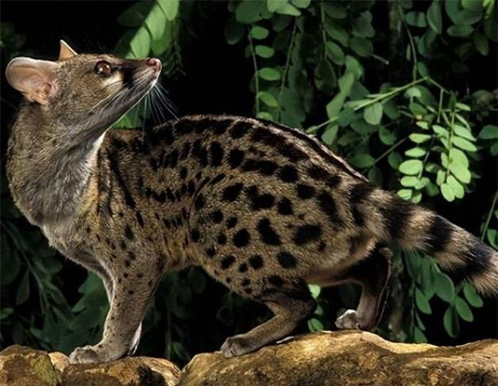 Picture 1 of A species of animal listed in the Red Book, capable of mating for up to 8 hours, has stunned the scientific community.