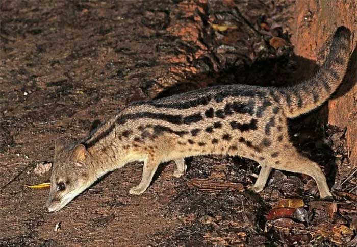 Picture 2 of A species of animal listed in the Red Book, capable of mating for up to 8 hours, has stunned the scientific community.