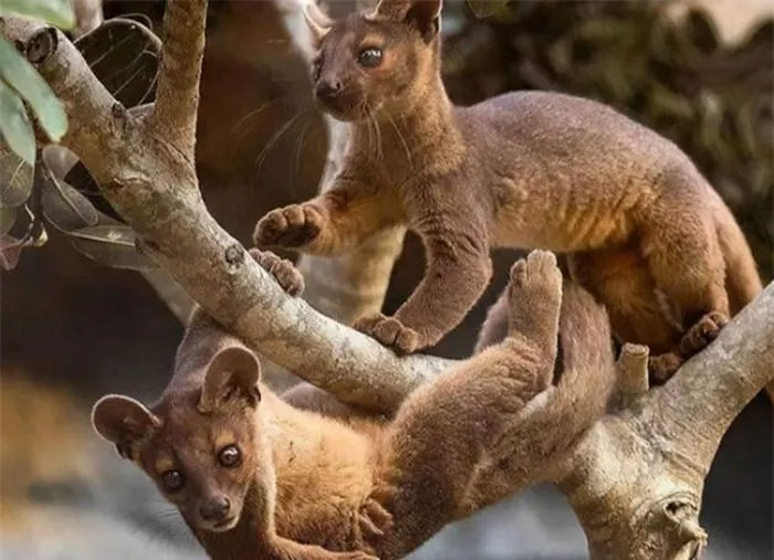 Picture 3 of A species of animal listed in the Red Book, capable of mating for up to 8 hours, has stunned the scientific community.