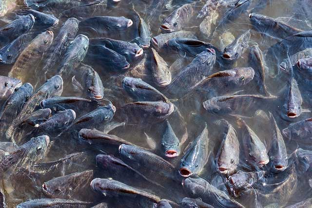Picture 3 of A species of fish in Asia that has been frozen for 2 years is still alive and walking on land, causing the US to 'turn on' the alarm