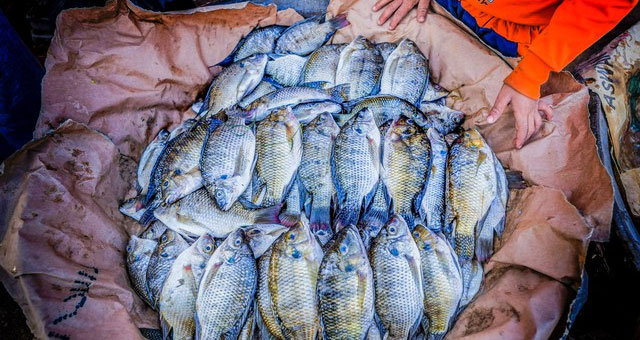 Picture 5 of A species of fish in Asia that has been frozen for 2 years is still alive and walking on land, causing the US to 'turn on' the alarm