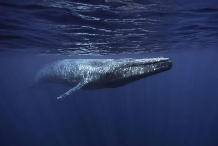 Picture 1 of A startling new discovery about the sound of blue whales