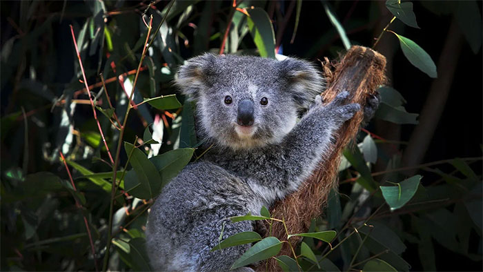 Picture 2 of A surprising kitchen tool helps preserve endangered species