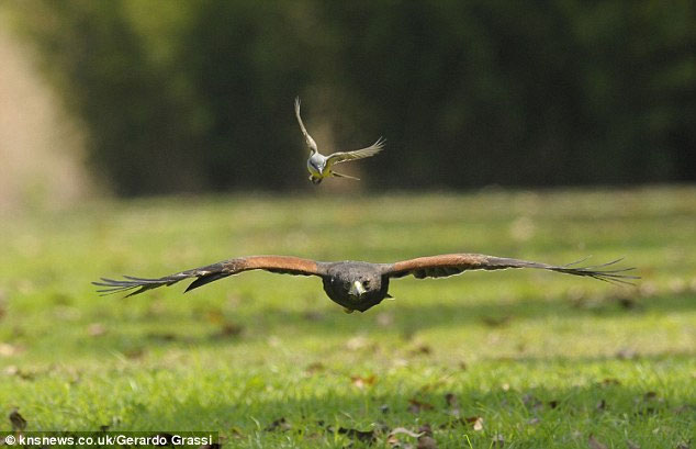 Picture 2 of A tiny bird weighing only 71 grams dares to peck at a hawk's head, but the notorious predator doesn't dare to fight back.